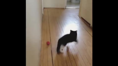 Bouncy Cat