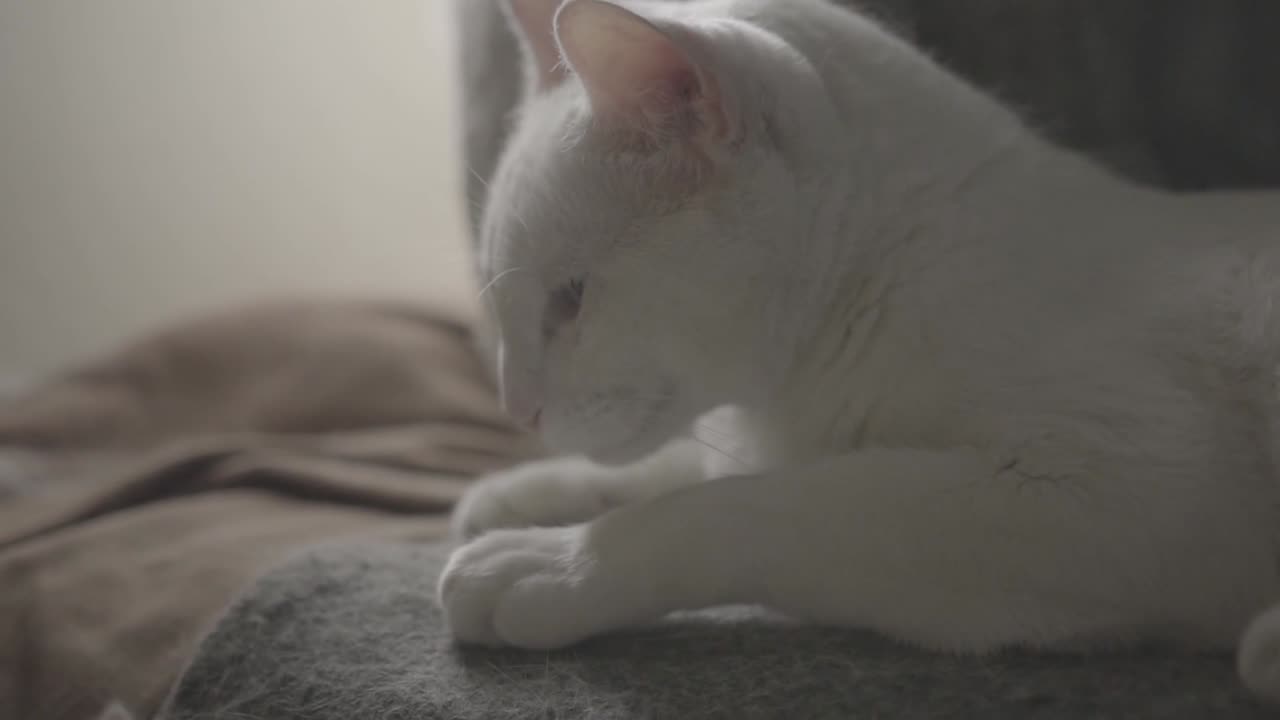 Cat Video #3