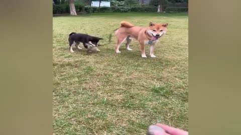 fun video