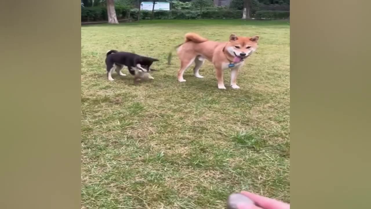 fun video