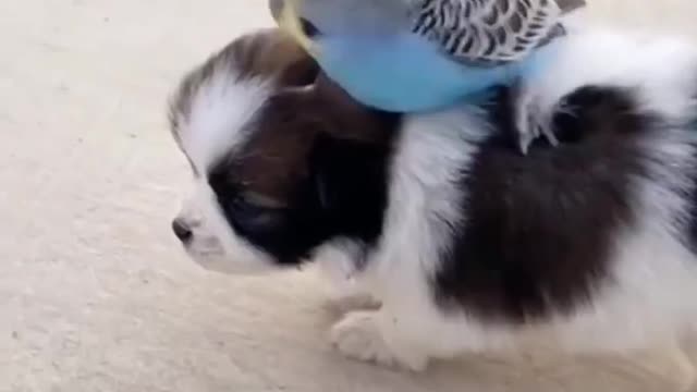 Wow, what a friendship #shorts #viral #shortsvideo #video