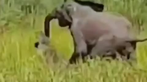 Crocodile 🐊 attack the baby elephant 🐘