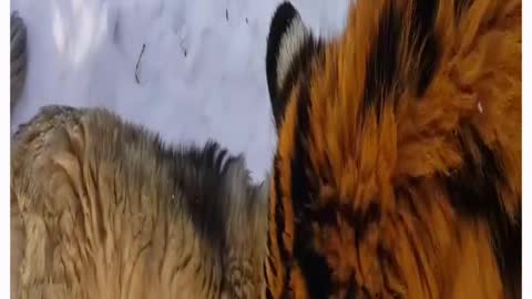 TIGER AND DOG - BEST FRIENDS