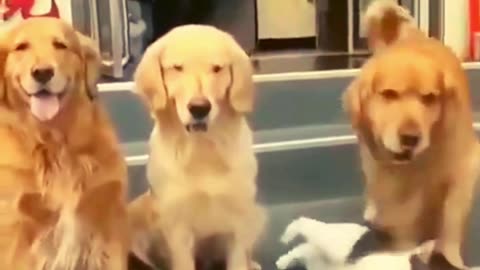 FUNNY ANIMAL VIDEO