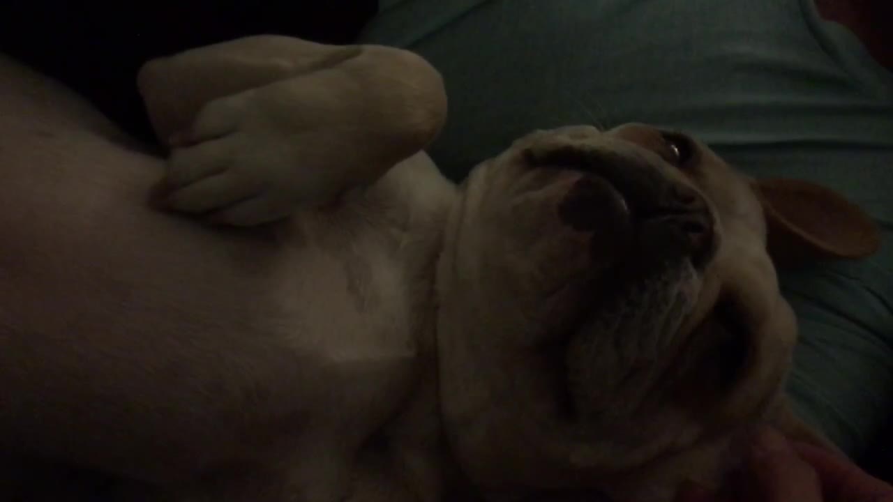 Frenchie beauty sleep interrupted