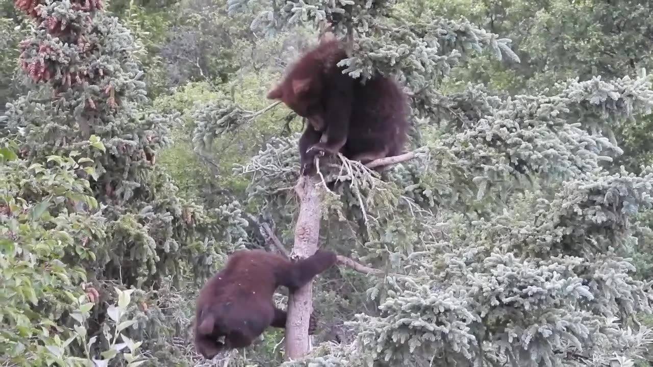 Black Bears