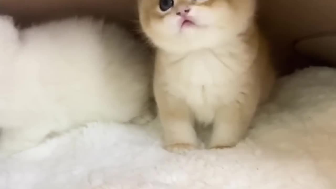 Cute kitten's 😍