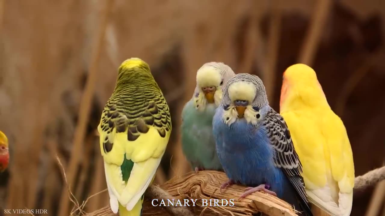 Small BIRDS 8K ULTRA HD with Names and Sounds