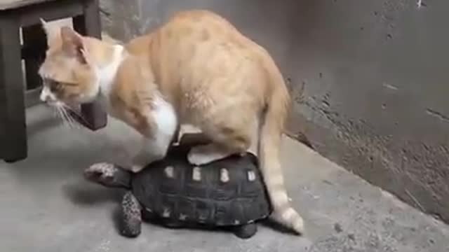 The strongest friendship in the world between a cat and a turtle