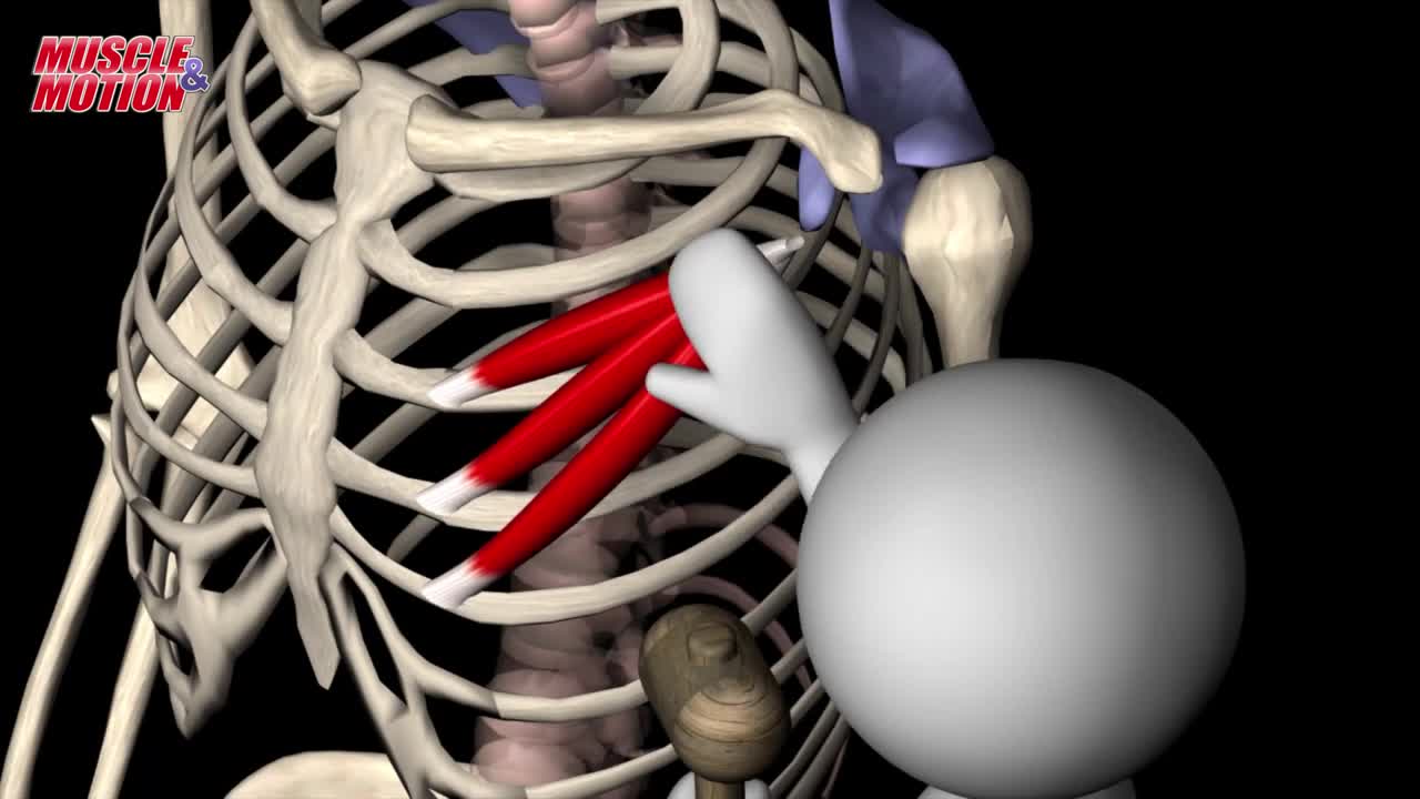 Pectoralis Minor in 3D | Origin & Insertion