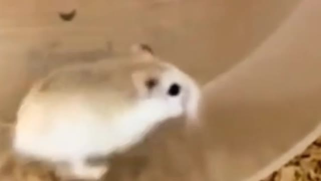 Hamsters are really fast