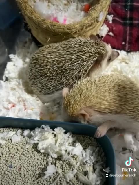 Hedgehogs