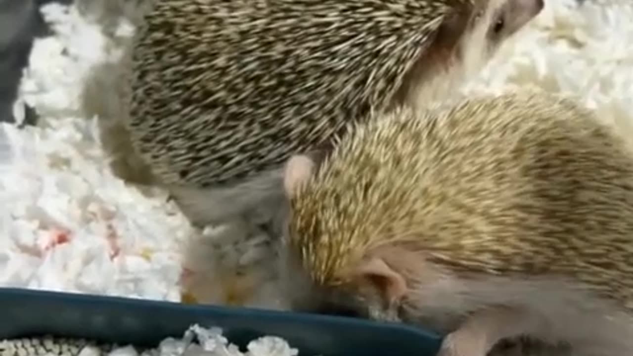 Hedgehogs