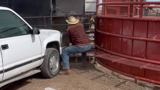 South Dakota loading Bison