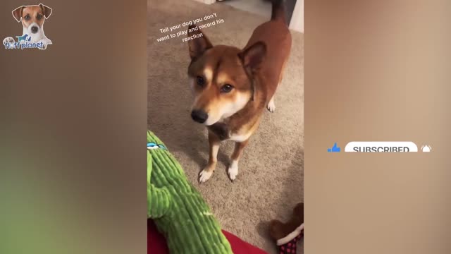 pets that will absolutely brighten your day
