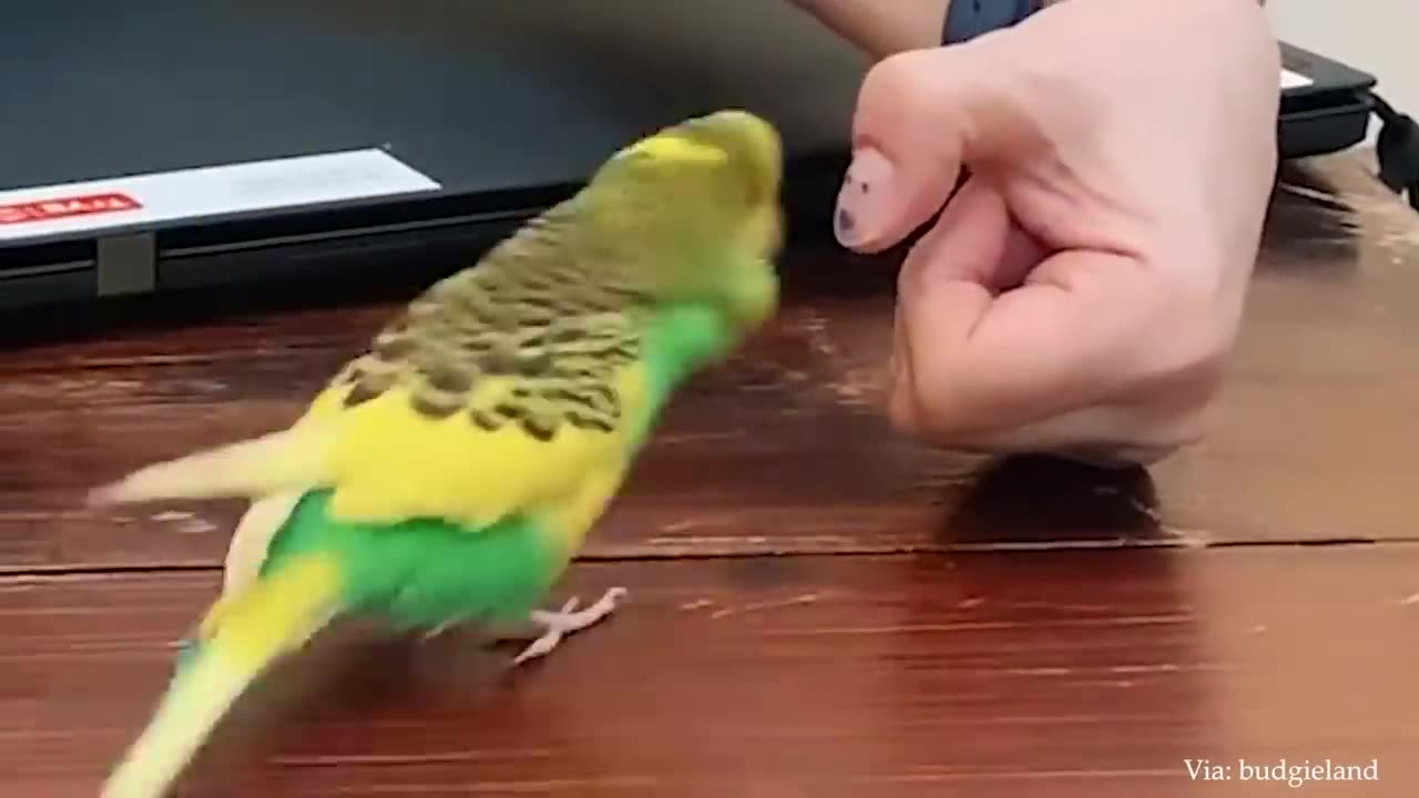 The FUNNIEST Parrots 🤣 Best Compilation