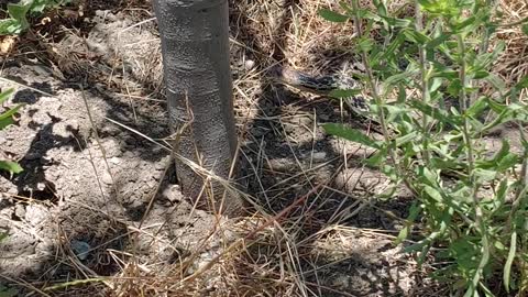 Gopher Snake