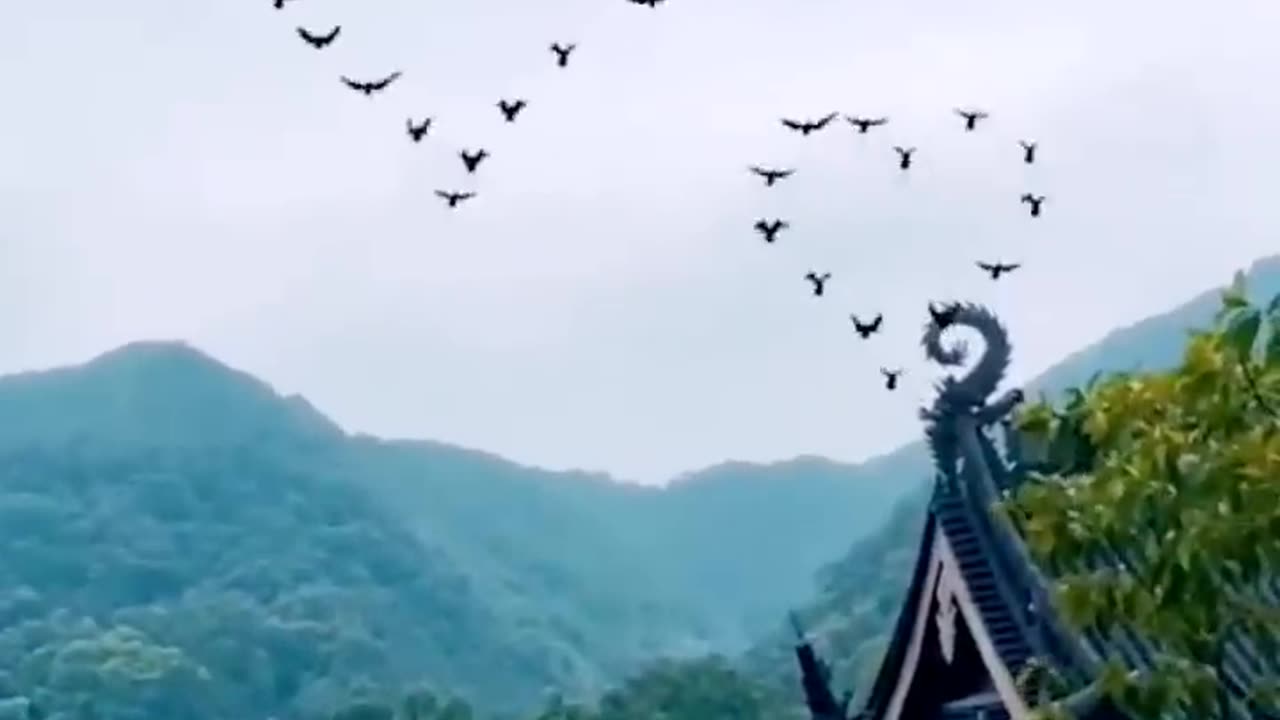 Beautiful ❤️ ❤️ Birds #shorts