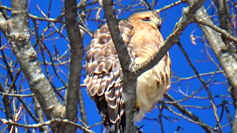 Red-shouldered hawk