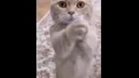 Cat video Funny you Follow me