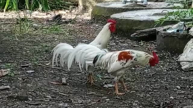 Ayam jago lagi cari pasangannya part 2