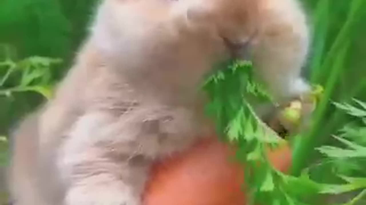 ❤Cute Rabbit and Cute Carrot short video❤