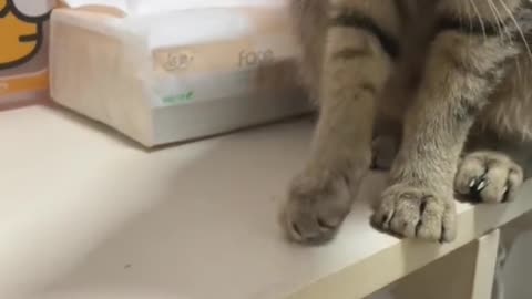 Cute,funny and naughty cat video.