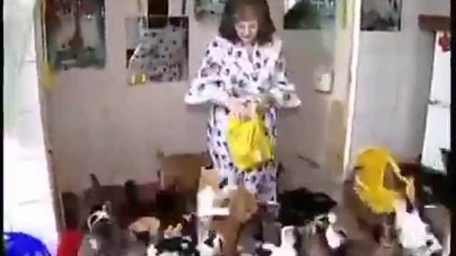 a lot of cats wow