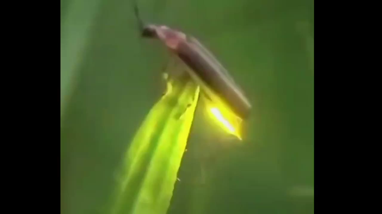 Fireflies