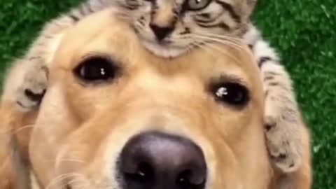 dog with cat on head like hat ....