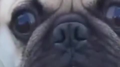 Funniest Cat And Dogs 😂 Funny Animal Videos 2023 #2