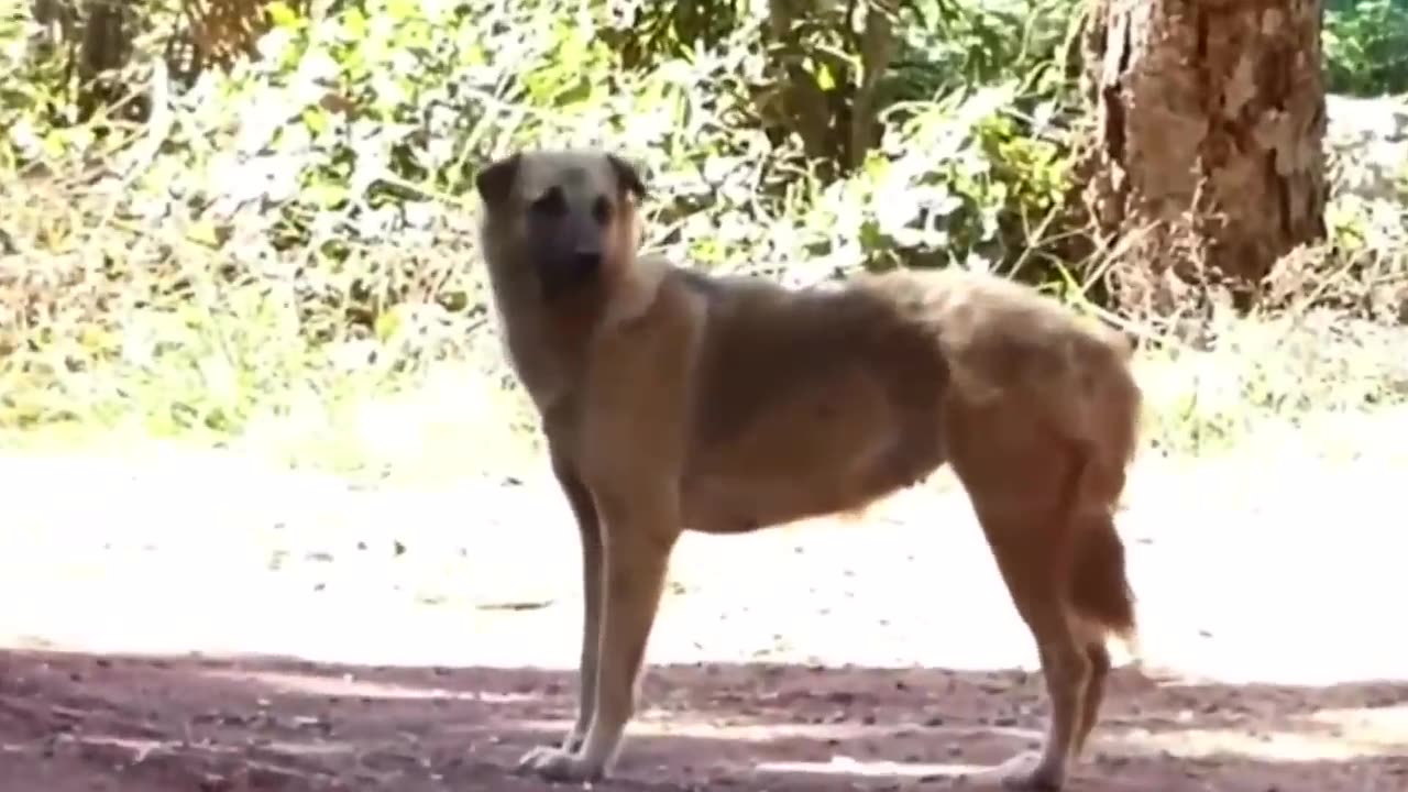 Fake Tigers and Lions Trolling Dogs. Funny.