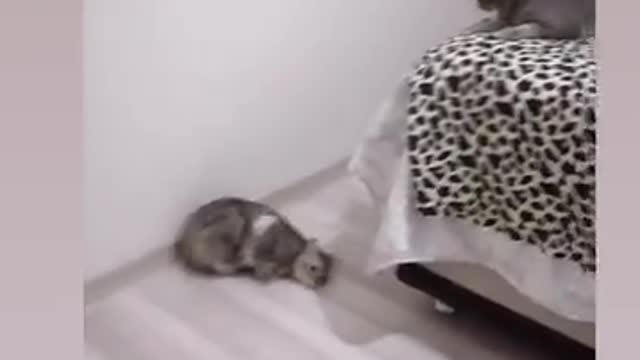 funny video clip for cats 2