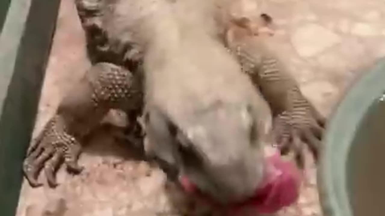 Funny cute thanks giving