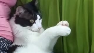 Cat Claps Along to Happy Birthday Song