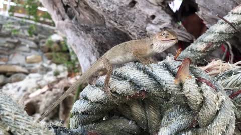 Lizard on a rope