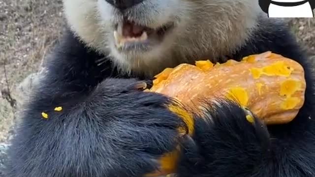 Pandas eat pumpkins