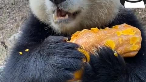 Pandas eat pumpkins