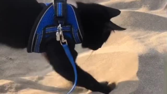 Infinite litter box