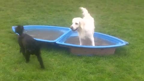 @DogtrainersUK