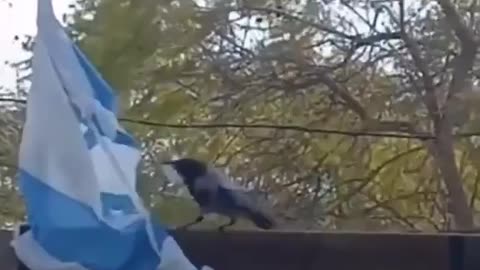 Birds ripping up Israel Flag.