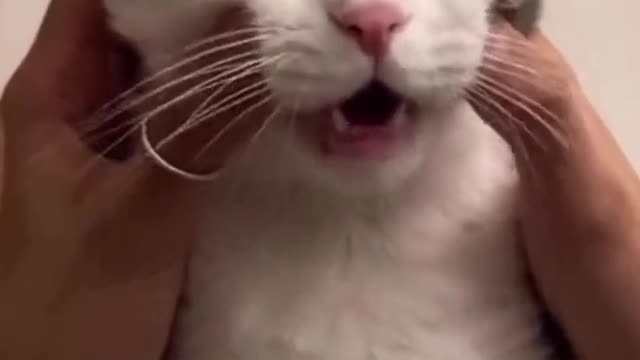 Cat making interesting sounds because it likes massage