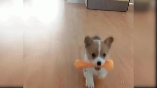 Baby Dog : Cat And dog funny moment compilation video #12