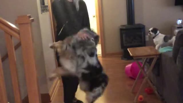 What it's like coming home to an Australian Shepherd