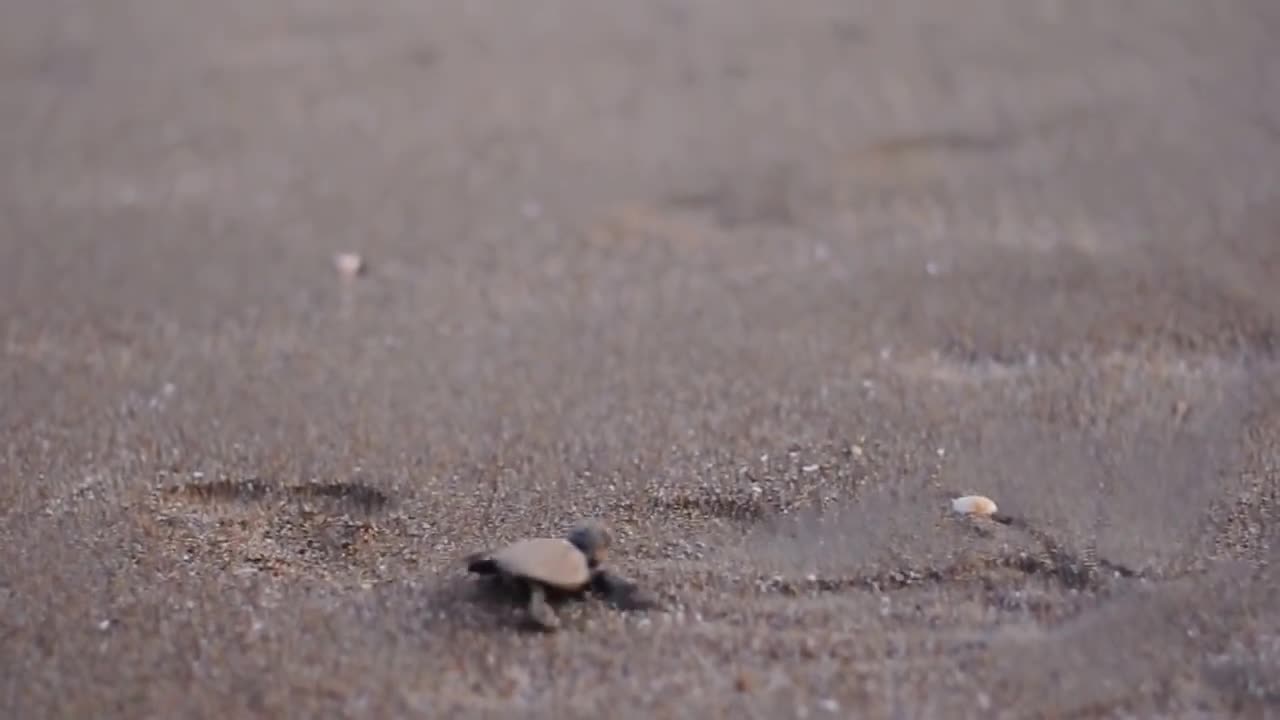 Newborn baby turtle in Zakynthos, Kalamaki Beach