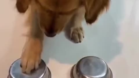 Funny Dogs Videos 2021 😂😂 - He Grabbed It Too Soon 😂😂