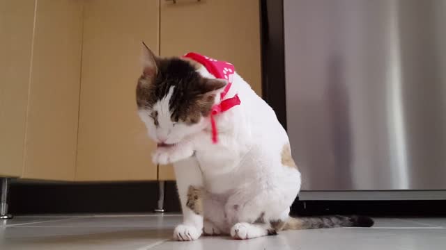 Sweet cat licks himself wild after lunch