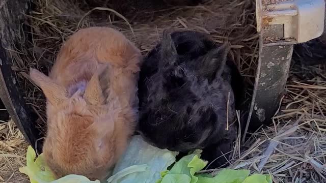 Baby Bunny's Eating Lettuce