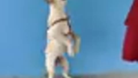Top 10 dog training