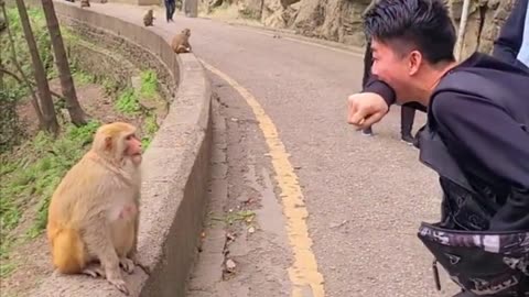 MONKEY AND MAN FUNNY VIDEO
